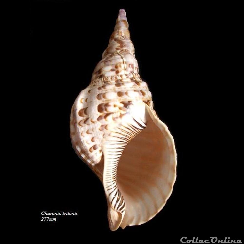 Charonia tritonis 277mm coquillage fossile gastropodum charonia tritonis 277mm