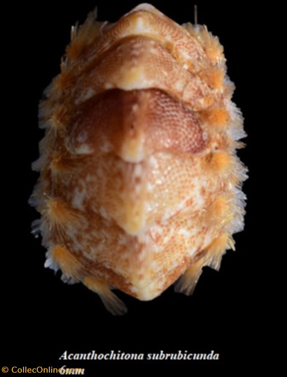 Acanthochitona subrubicunda 6mm coquillages fossiles polyplacophora acanthochitona subrubicunda 6mm