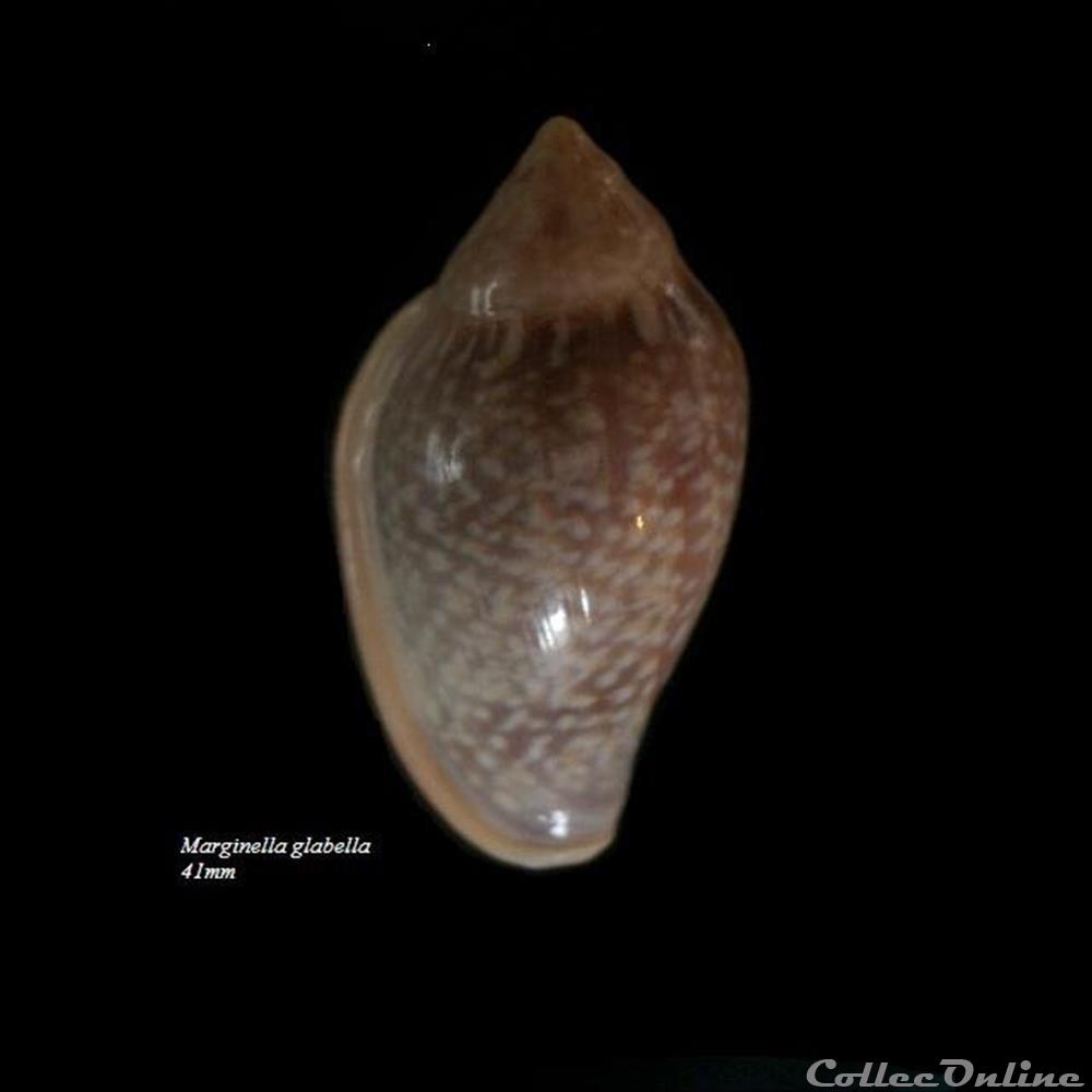 Marginella glabella 41mm coquillage fossile gastropodum marginella glabella 41mm
