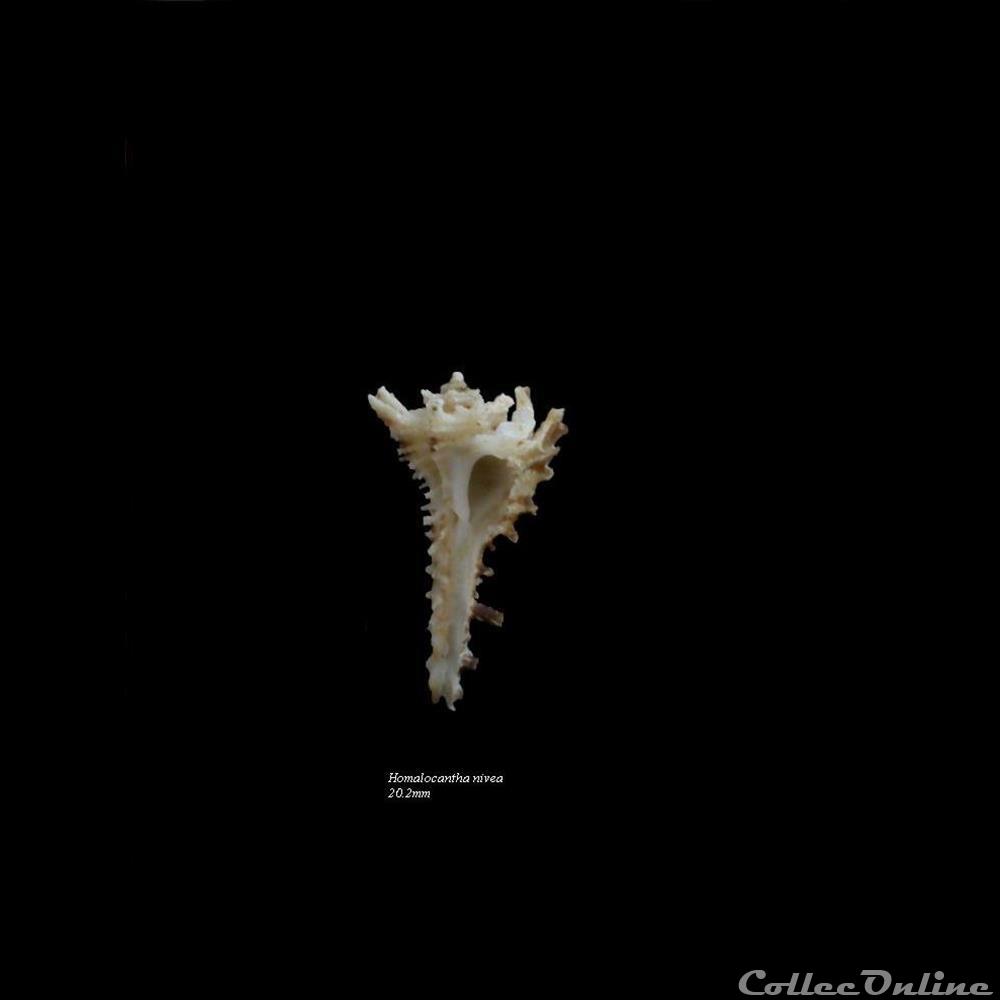 Homalocantha nivea 42.4mm WO 4 coquillage fossile gastropodum homalocantha nivea 42 4mm wo