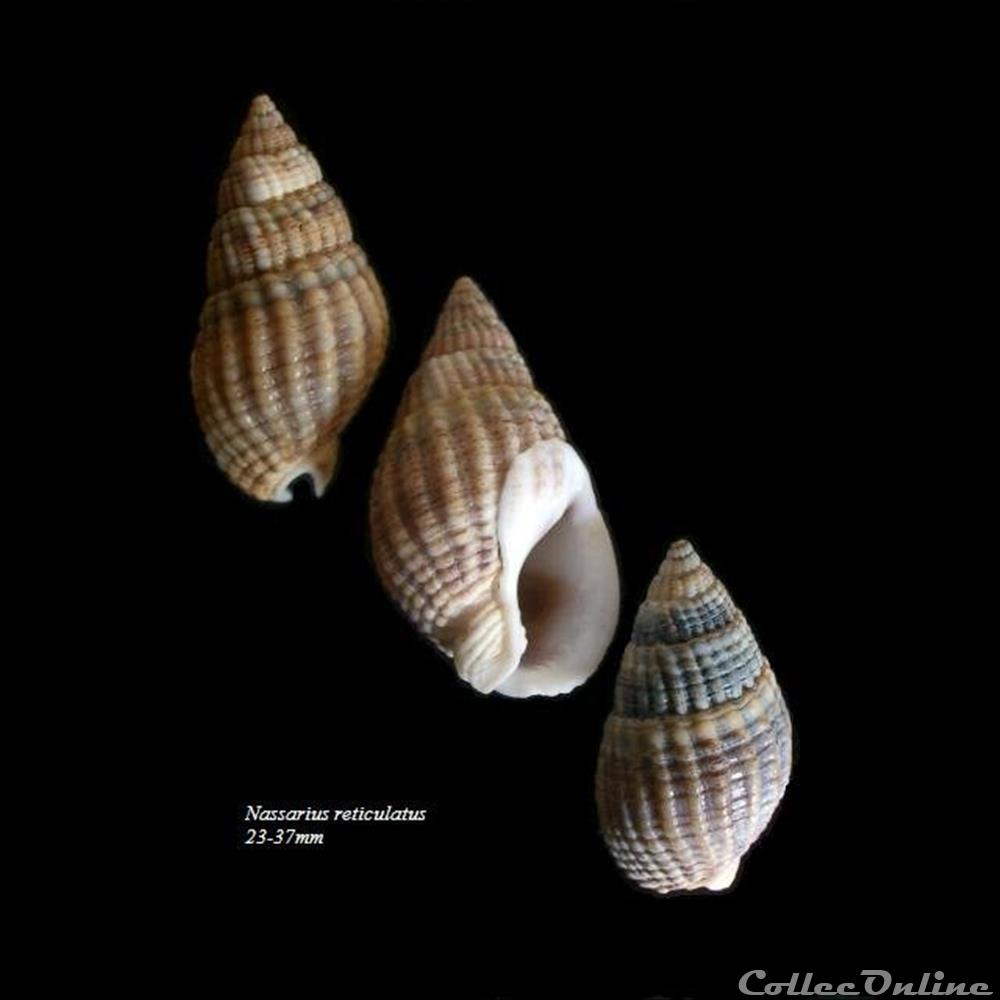Nassarius reticulatus 23-37mm coquillage fossile gastropodum nassarius reticulatus 23 37mm