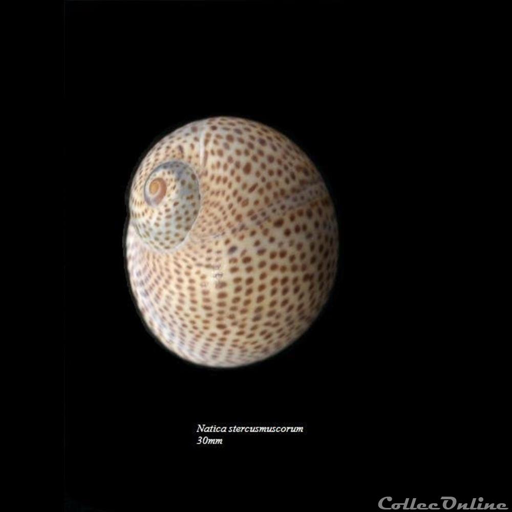 Natica stercusmuscorum 30mm coquillage fossile gastropodum natica stercusmuscorum 30mm