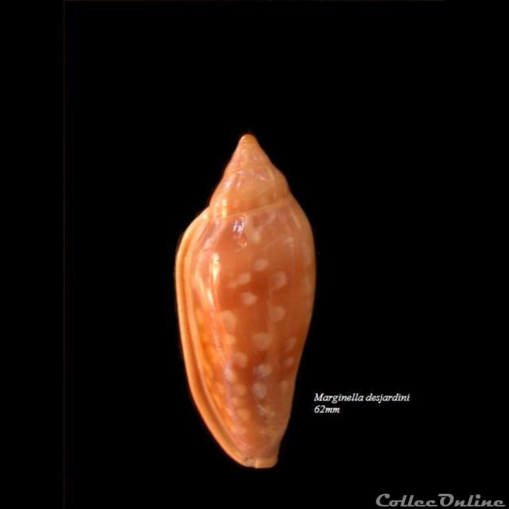 coquillage fossile gastropodum marginella desjardini 62mm