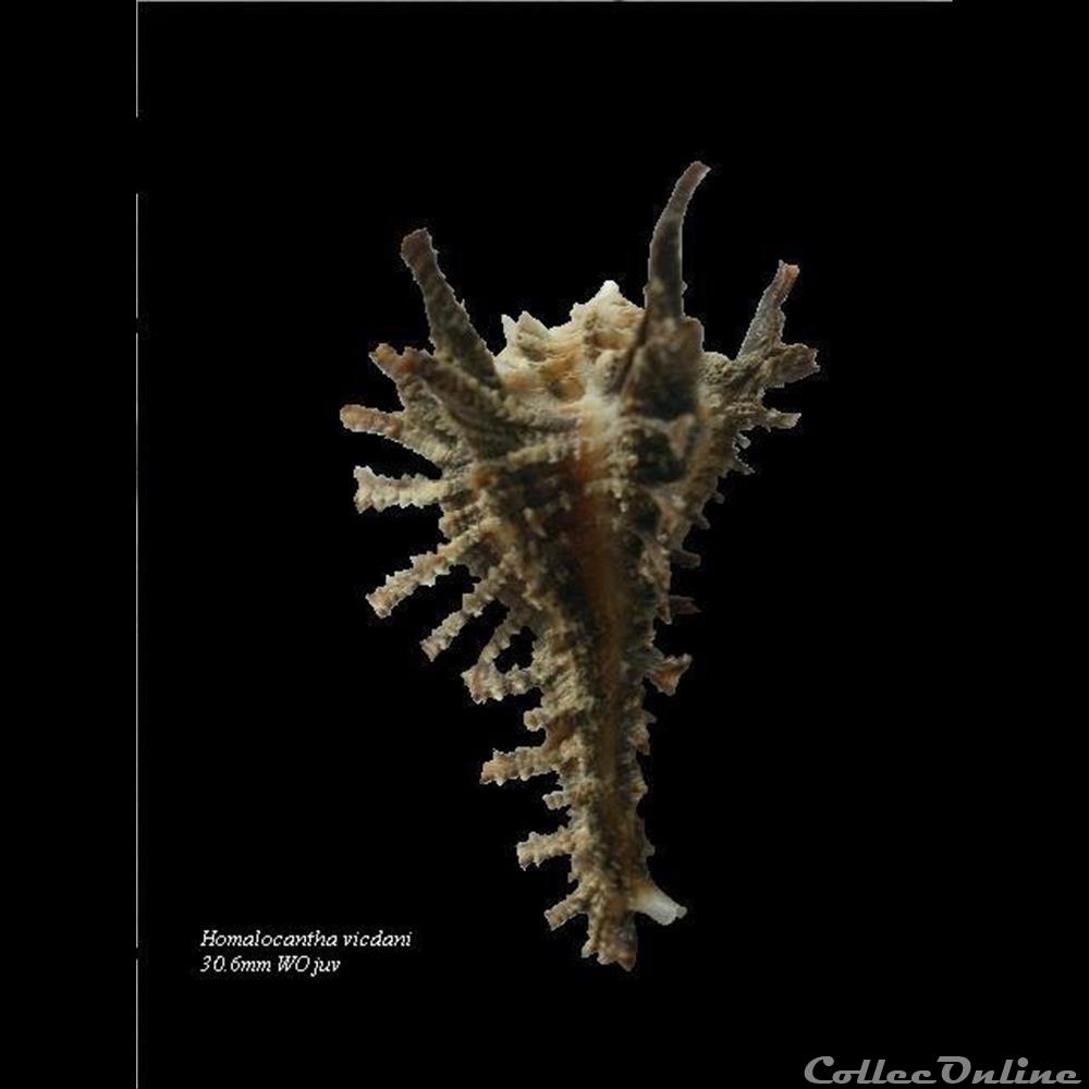 Homalocantha vicdani 34.2mm WO 3 coquillage fossile gastropodum homalocantha vicdani 34 2mm wo