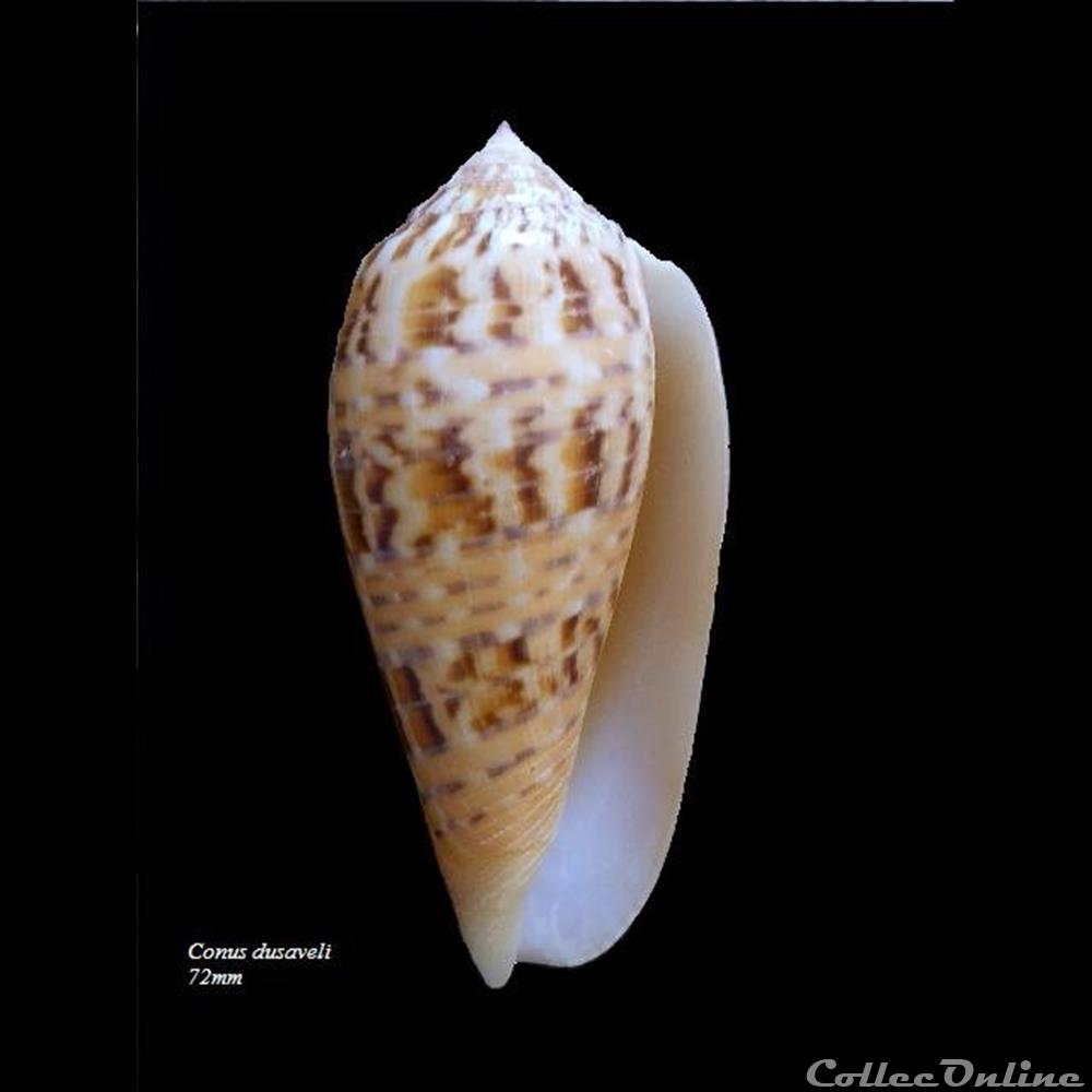 Conus dusaveli 72mm coquillage fossile gastropodum conus dusaveli 72mm