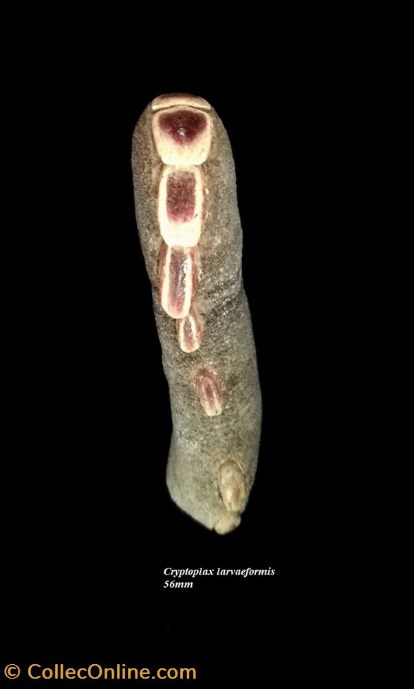 coquillage fossile polyplacophora cryptoplax larvaeformis 56mm
