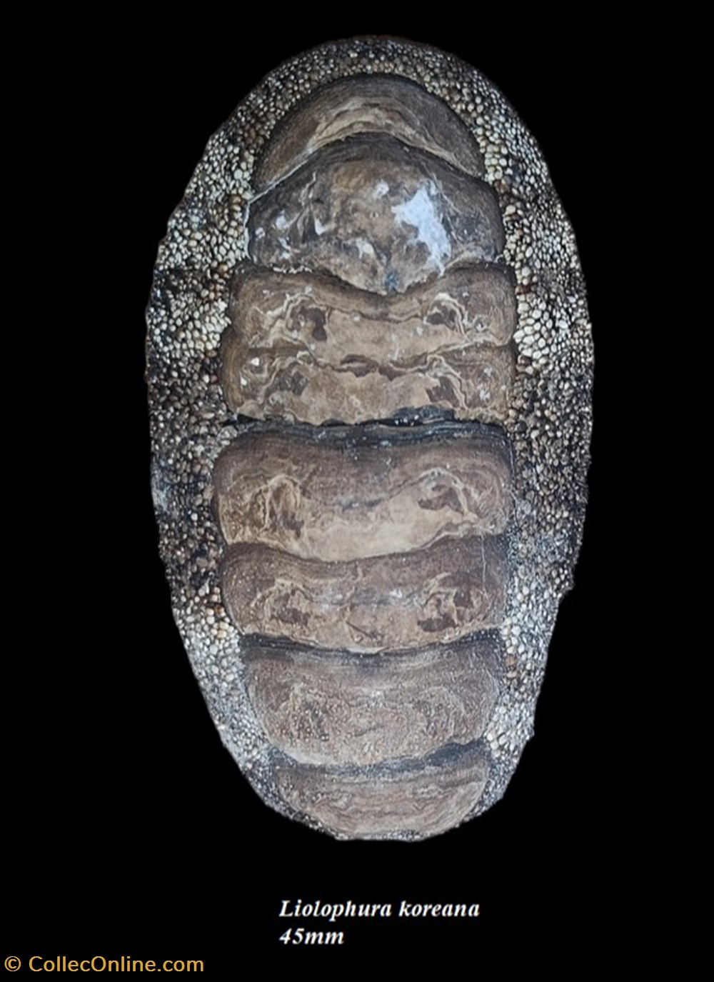 Liolophura koreana 45 coquillages fossiles polyplacophora liolophura koreana 45