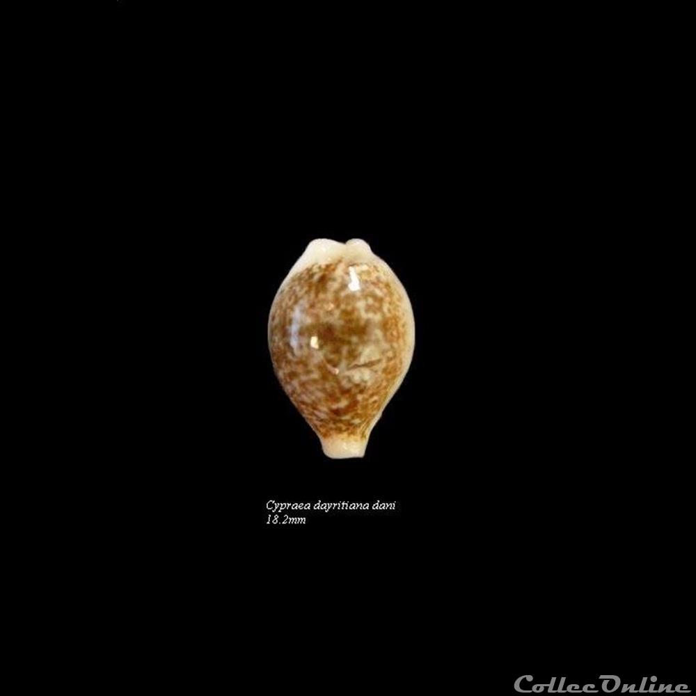 Cypraea dayritiana dani 18.2mm coquillage fossile gastropodum cypraea dayritiana dani 18 2mm