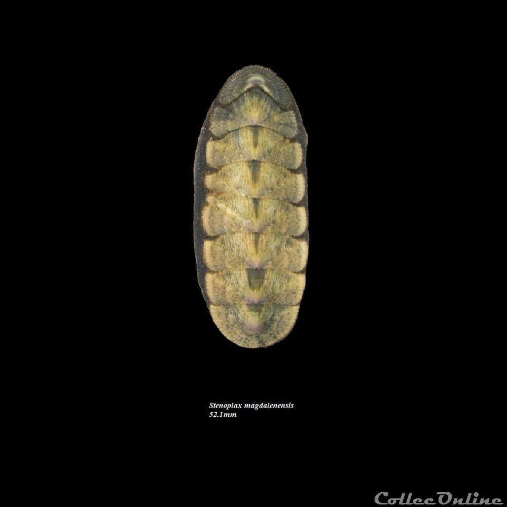 Stenoplax magdalenensis 52.1mm coquillage fossile polyplacophora stenoplax magdalenensis 52 1mm