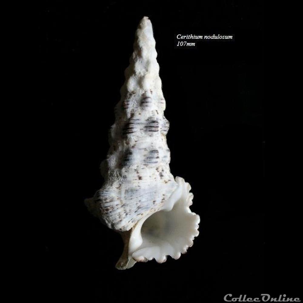 coquillage fossile gastropodum cerithium nodulosum 107mm