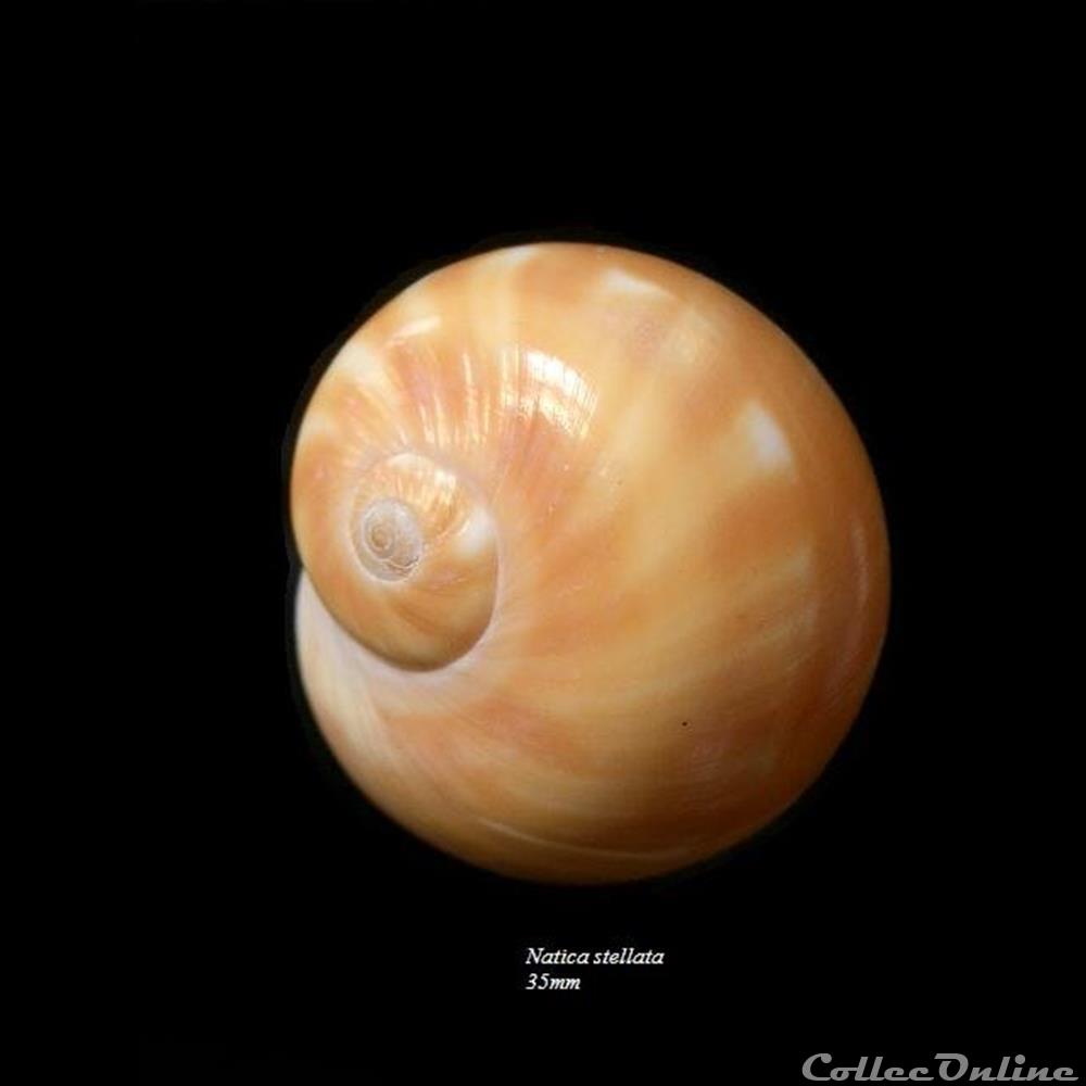 coquillage fossile gastropodum natica stellata 35mm