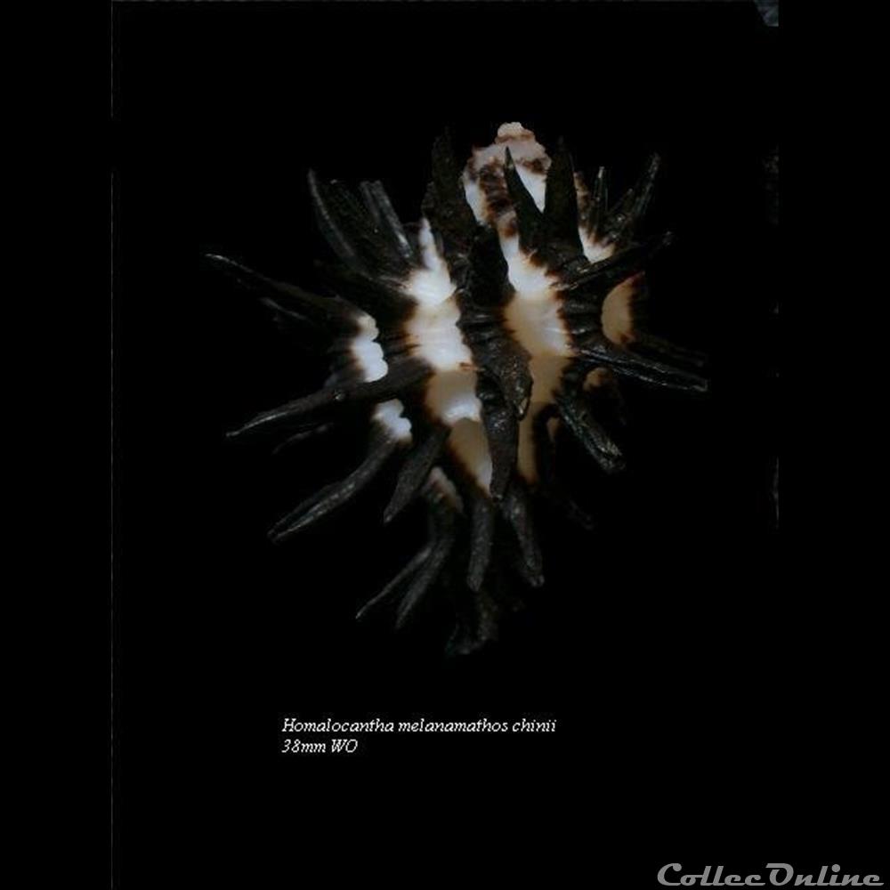 Homalocantha melanamathos 38mm WO coquillage fossile gastropodum homalocantha melanamathos 38mm wo