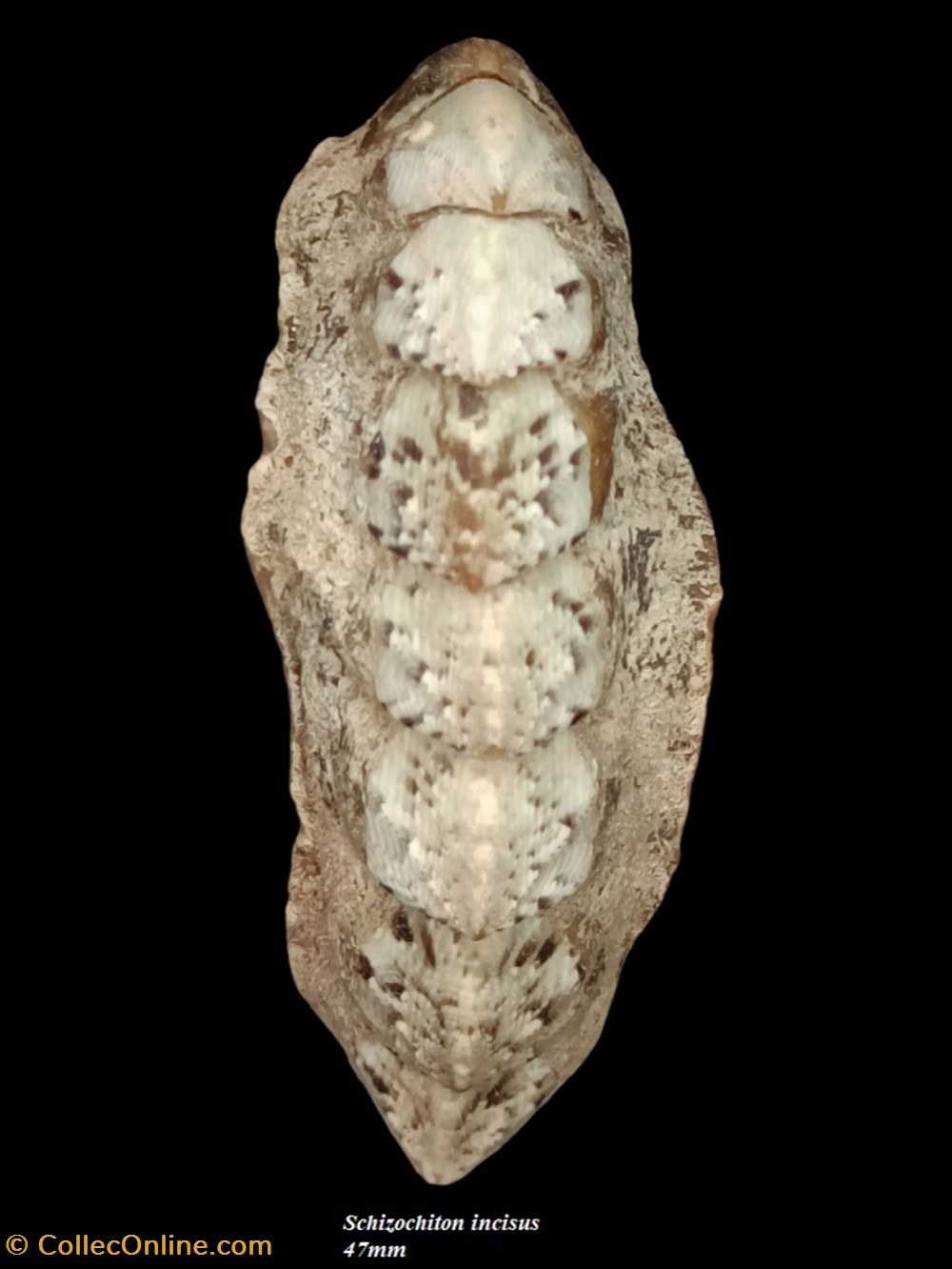 Schizochiton incisus 47mm coquillages fossiles polyplacophora schizochiton incisus 47mm