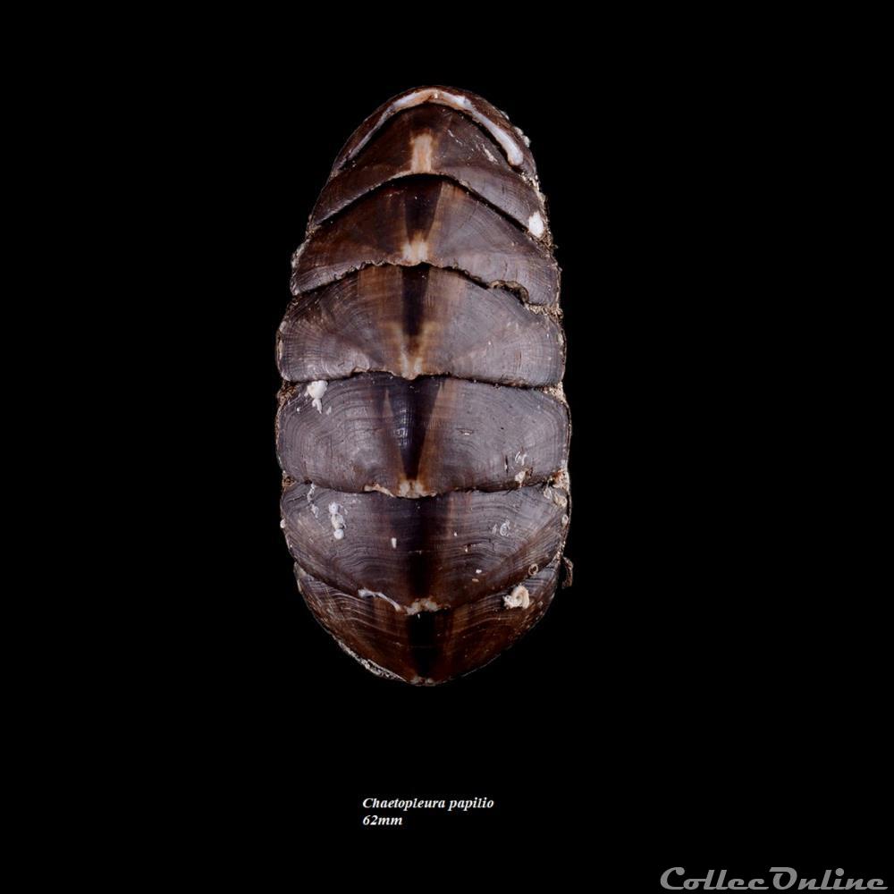Chaetopleura papilio 62mm coquillage fossile polyplacophora chaetopleura papilio 62mm