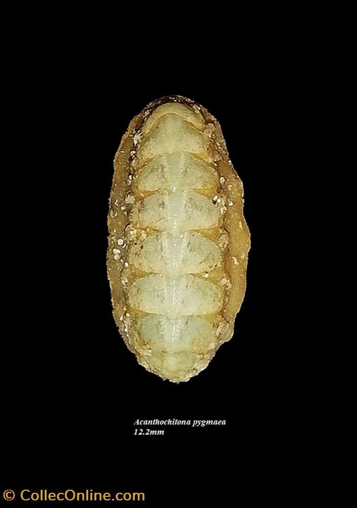 Acanthochitona pygmaea 12.2mm coquillages fossiles polyplacophora acanthochitona pygmaea 12 2mm