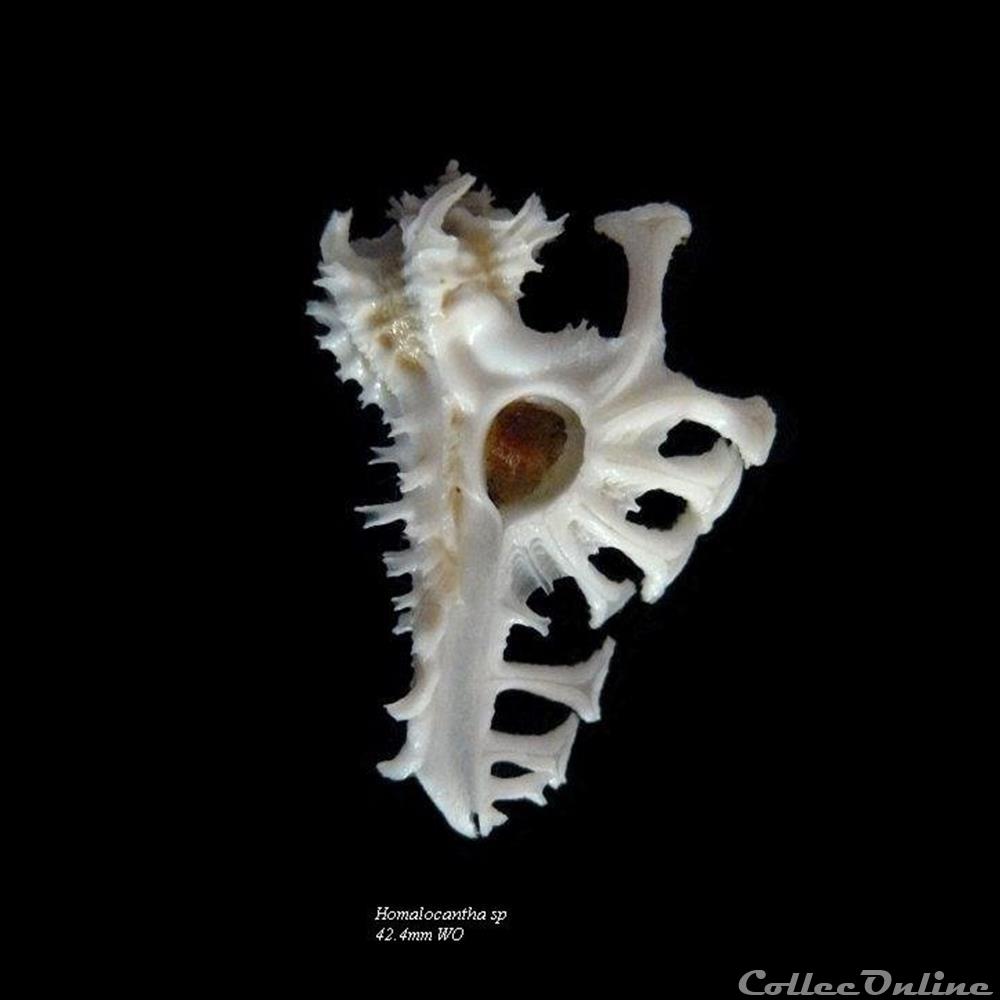 Homalocantha nivea 42.4mm WO coquillage fossile gastropodum homalocantha nivea 42 4mm wo