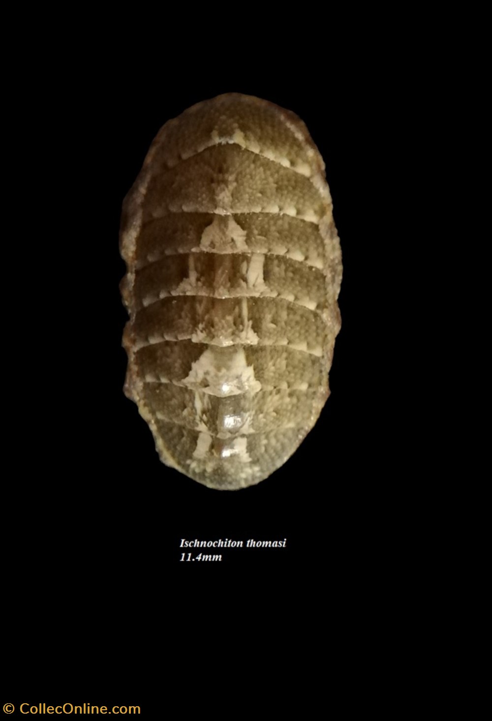 Ischnochiton thomasi 11.4mm coquillages fossiles polyplacophora ischnochiton thomasi 11 4mm