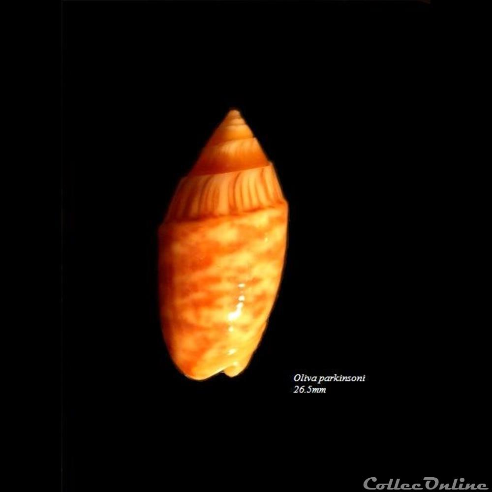 Oliva parkinsoni 26.5mm coquillage fossile gastropodum oliva parkinsoni 26 5mm