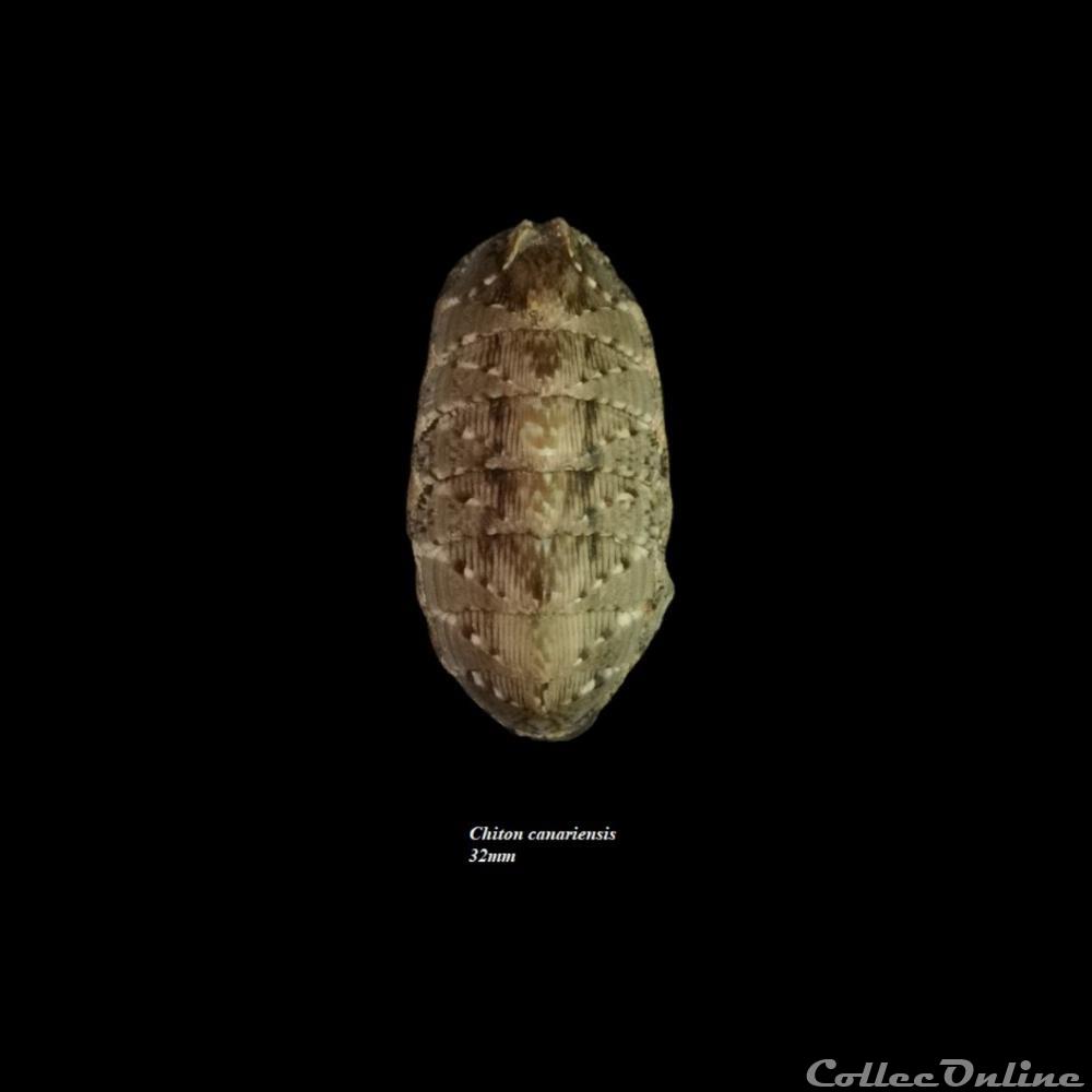 Chiton canariensis 32mm coquillage fossile polyplacophora chiton canariensis 32mm