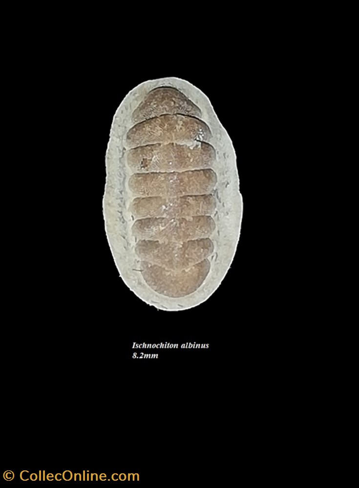 coquillage fossile polyplacophora ischnochiton albinus 8 2mm