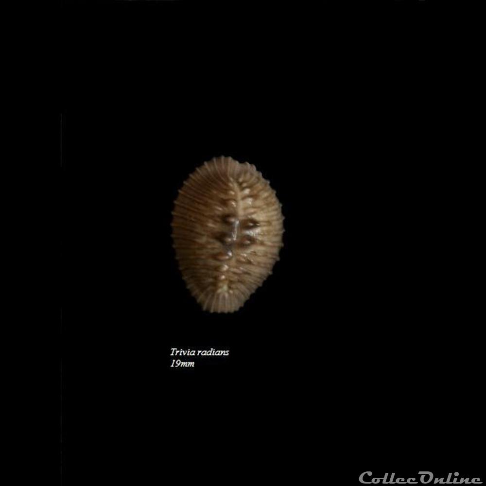 coquillage fossile gastropodum trivia radians 19mm