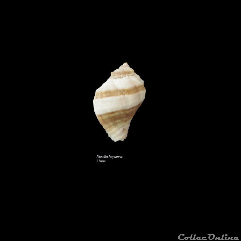 Nucella heyseana 31mm coquillage fossile gastropodum nucella heyseana 31mm