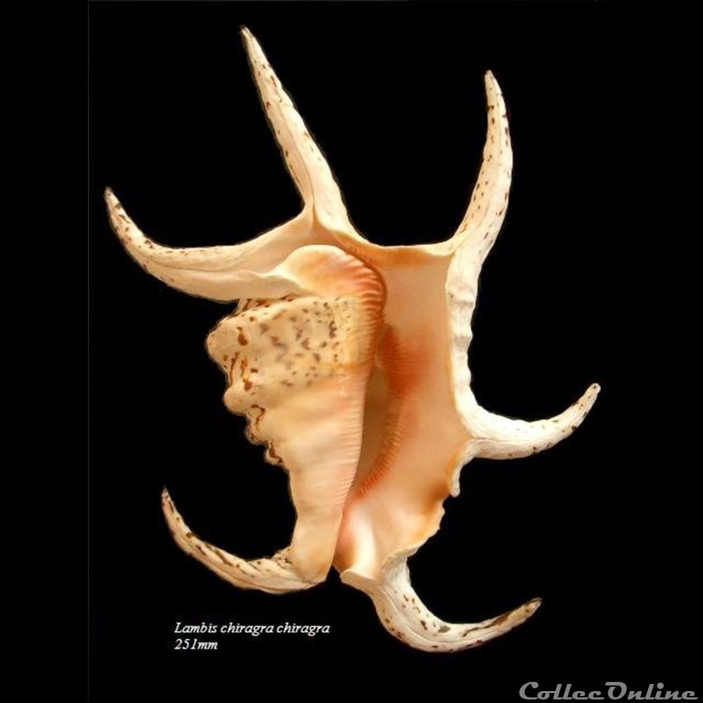 coquillage fossile gastropodum lambis chiragra chiragra 251mm