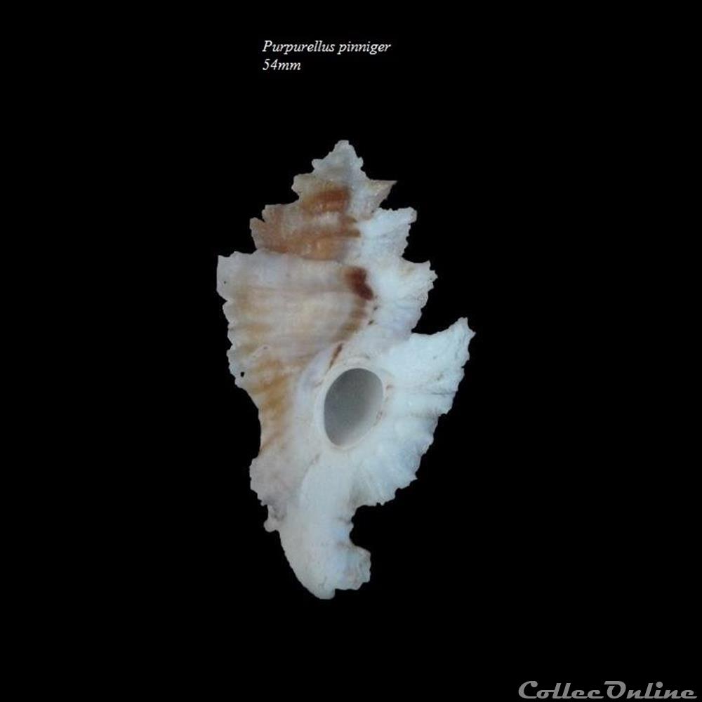 Purpurellus pinniger 54mm coquillage fossile gastropodum purpurellus pinniger 54mm