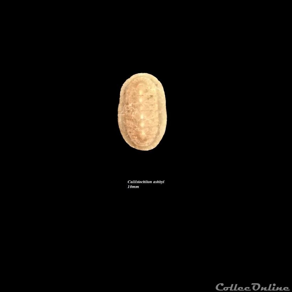 coquillage fossile polyplacophora callistochiton ashbyi 10mm