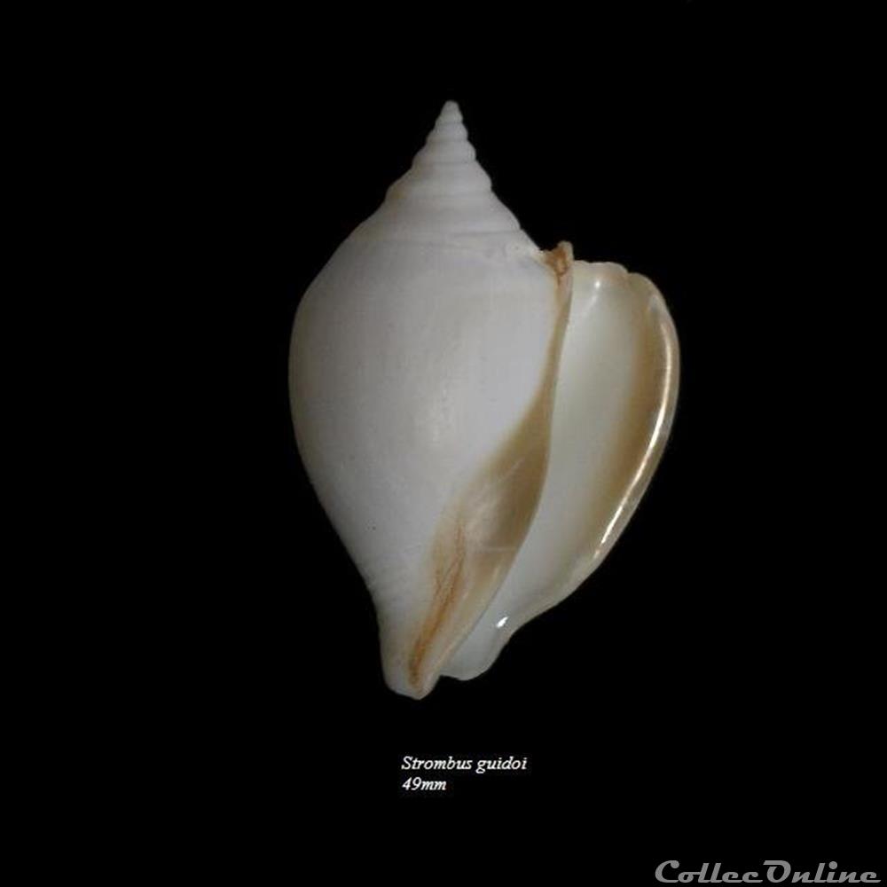 Strombus guidoi 49mm coquillage fossile gastropodum strombus guidoi 49mm