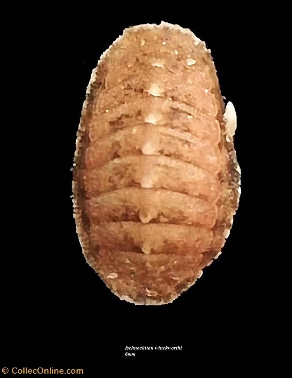 Ischnochiton winckworthi 6mm coquillages fossiles polyplacophora ischnochiton winckworthi 6mm