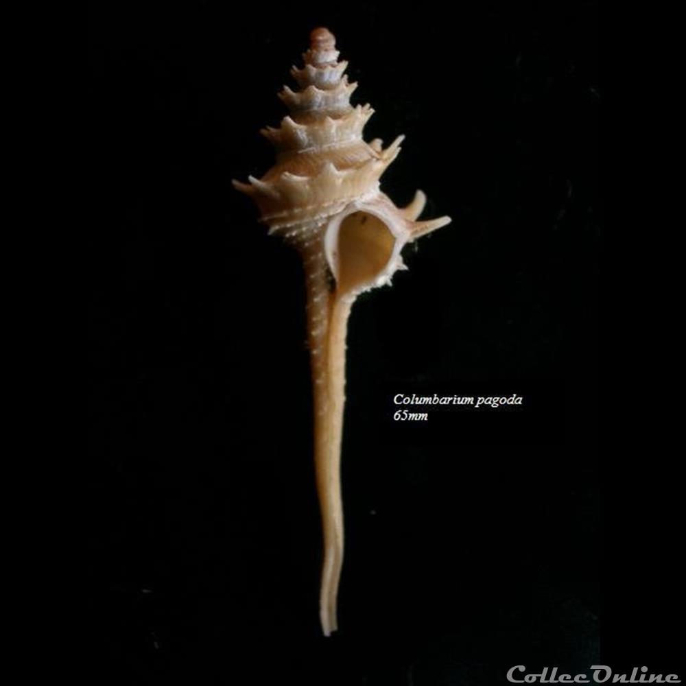 Columbarium pagoda 65mm coquillage fossile gastropodum columbarium pagoda 65mm