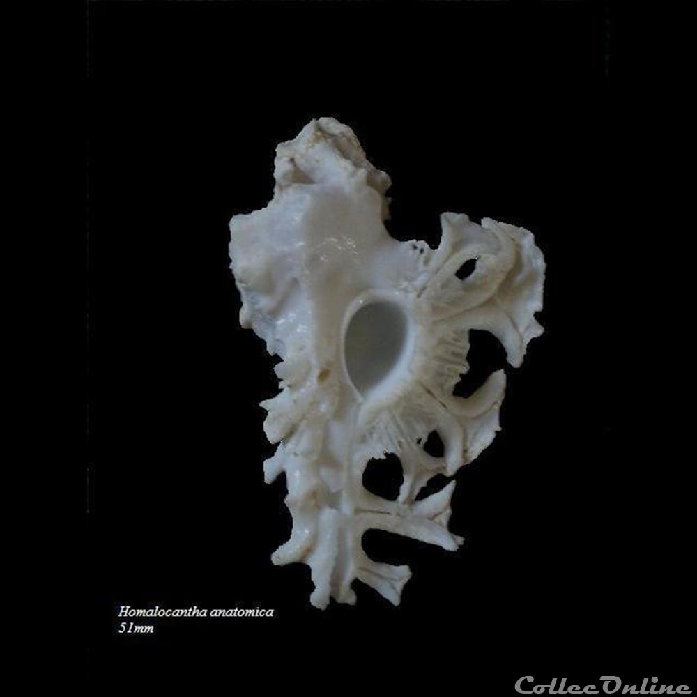 Homalocantha anatomica 51mm coquillage fossile gastropodum homalocantha anatomica 51mm