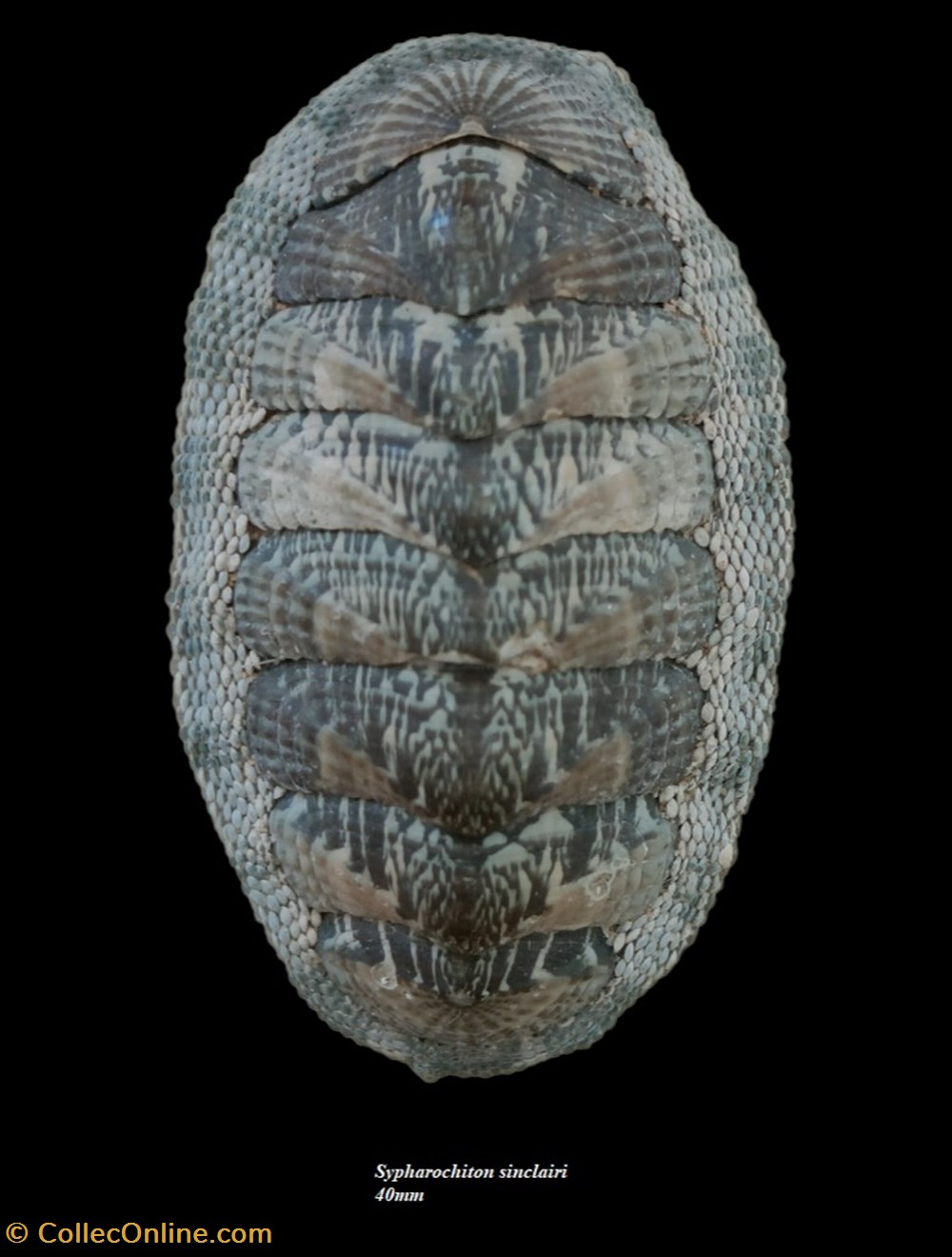 Sypharochiton sinclairi 40mm coquillages fossiles polyplacophora sypharochiton sinclairi 40mm