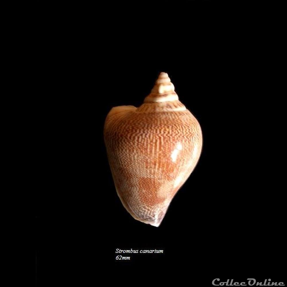 coquillage fossile gastropodum strombus canarium 62mm
