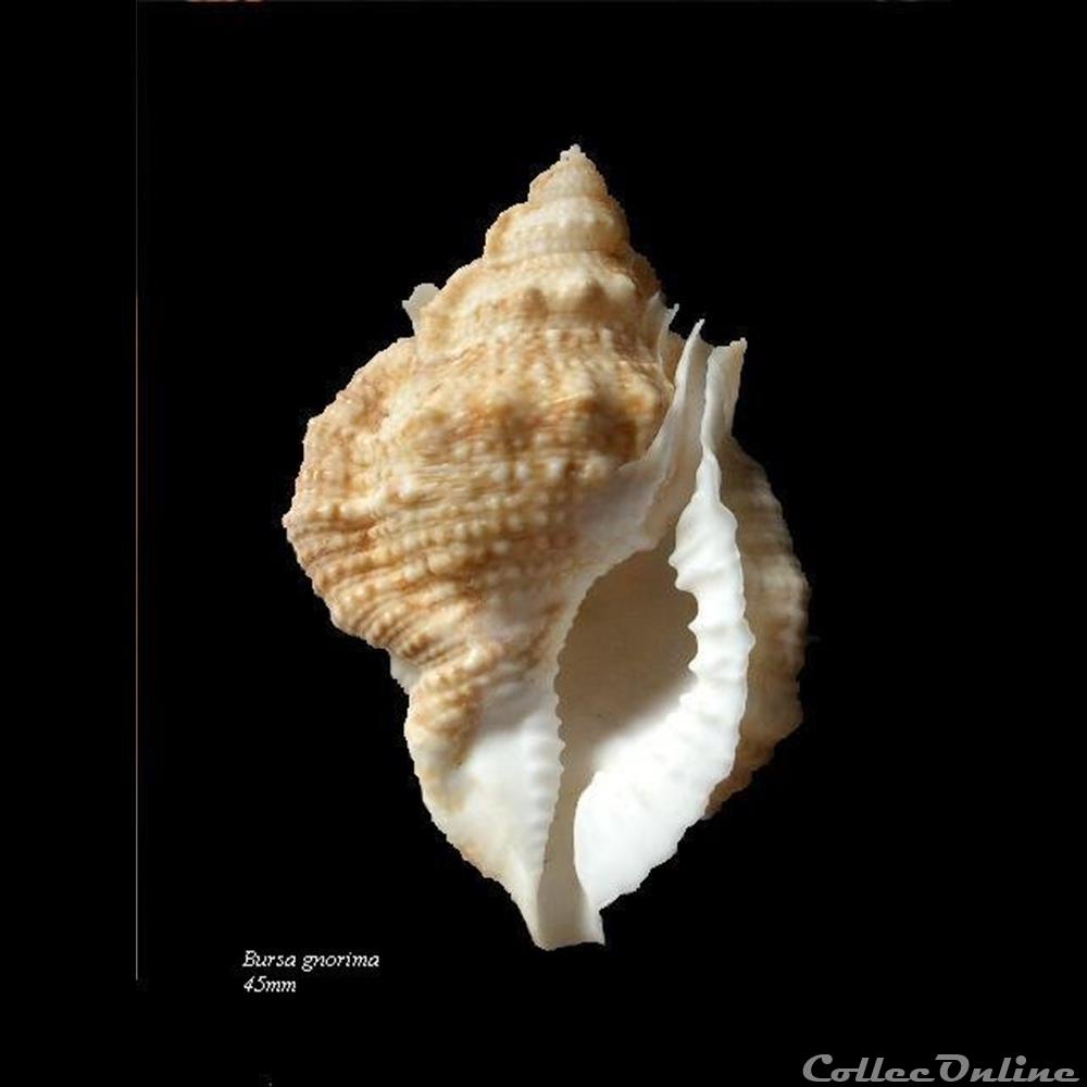 coquillage fossile gastropodum bursa gnorima 45mm