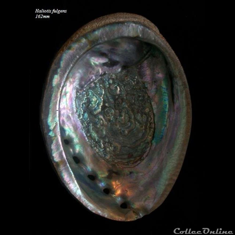 coquillage fossile gastropodum haliotis fulgens 162mm