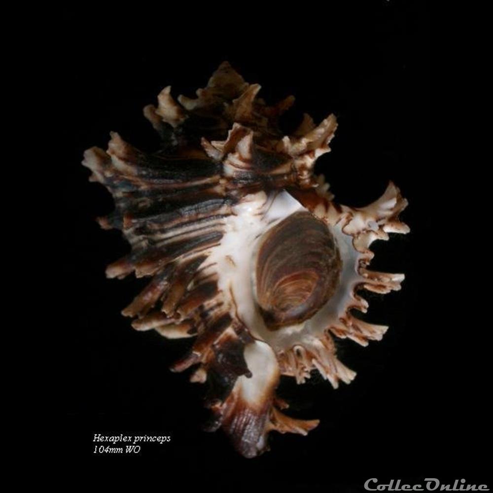 coquillage fossile gastropodum hexaplex princeps 104mm wo