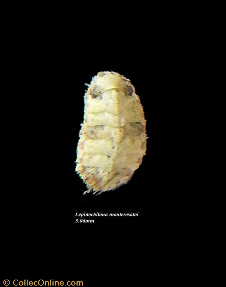 Lepidochitona monterosatoi 10mm coquillage fossile polyplacophora lepidochitona monterosatoi 10mm