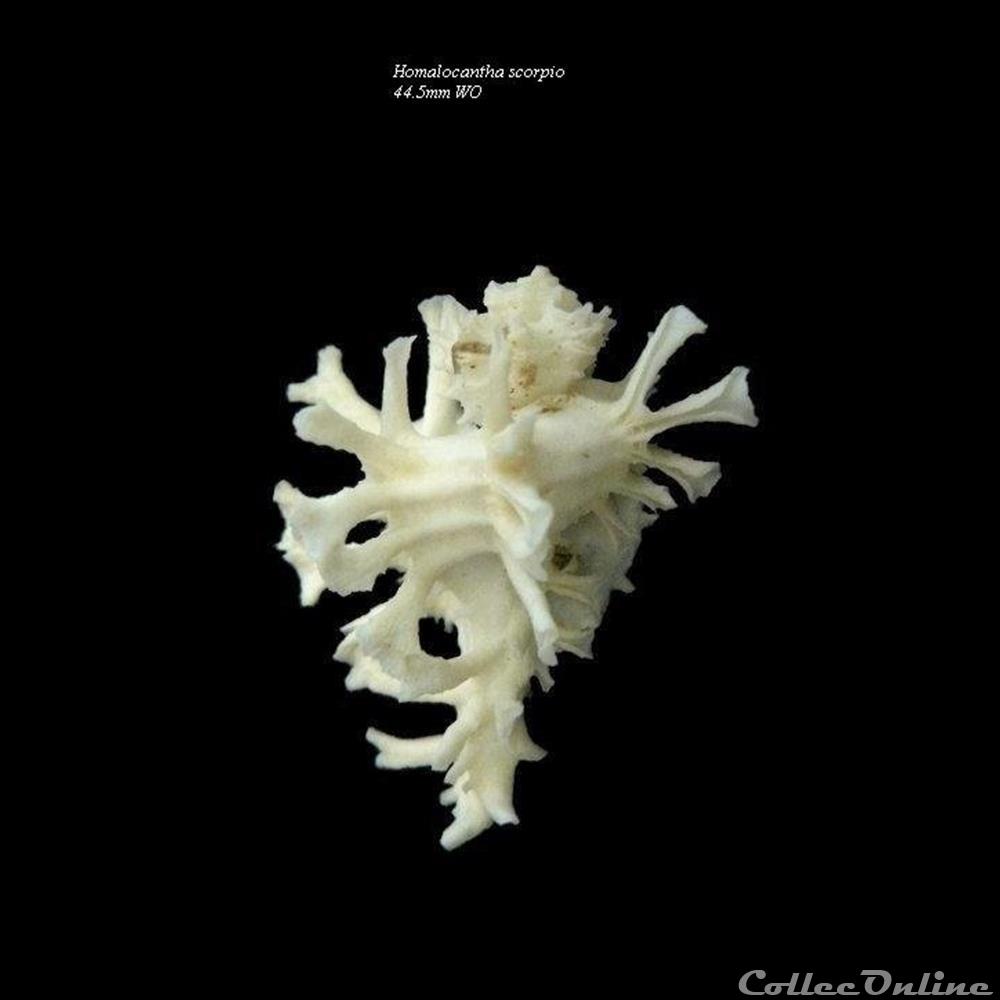 Homalocantha scorpio 44.5mm WO forme blanche coquillage fossile gastropodum homalocantha scorpio 44 5mm wo forme blanche