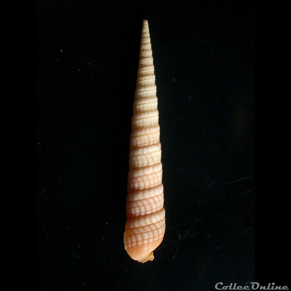 coquillage fossile gastropodum terebra babylonia 52mm