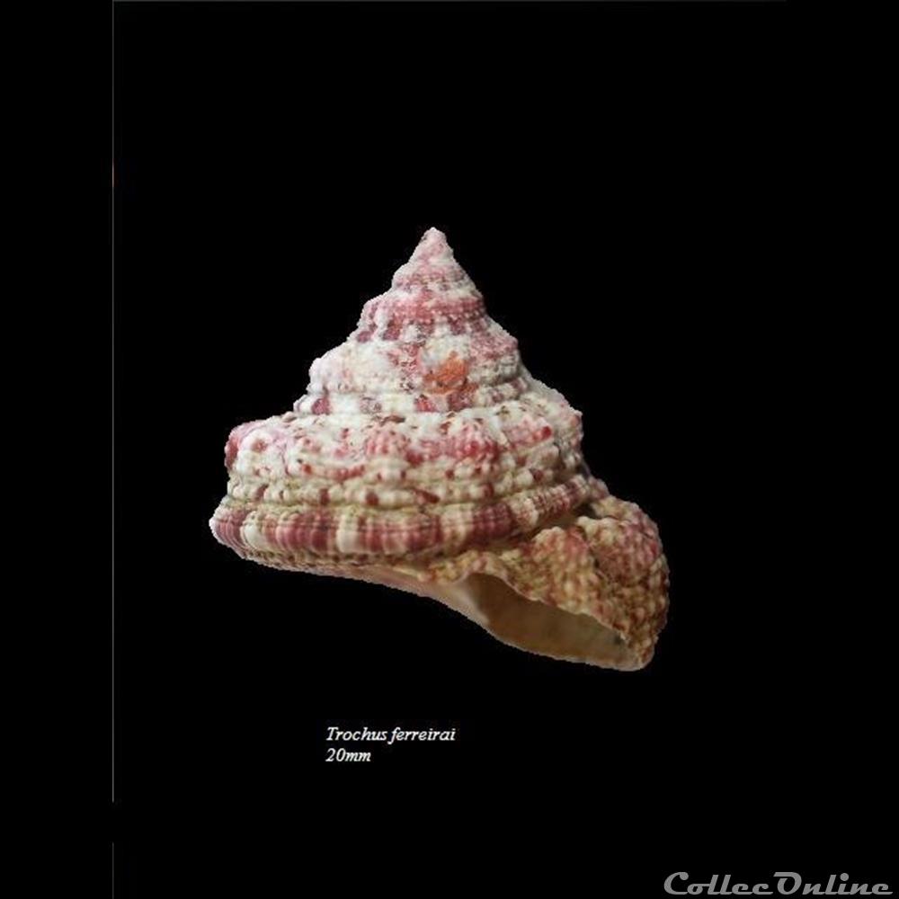 Trochus ferreirai 20mm coquillage fossile gastropodum trochus ferreirai 20mm