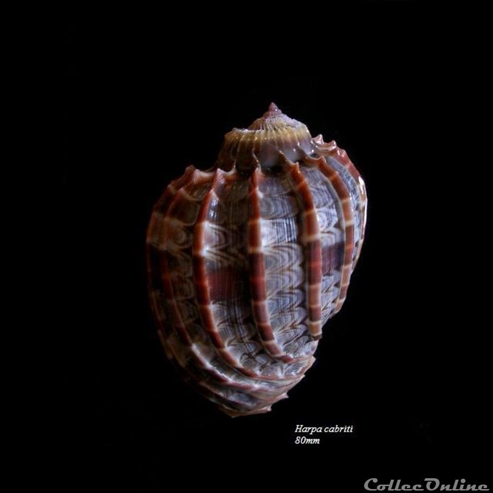 Harpa cabriti 80mm coquillage fossile gastropodum harpa cabriti 80mm