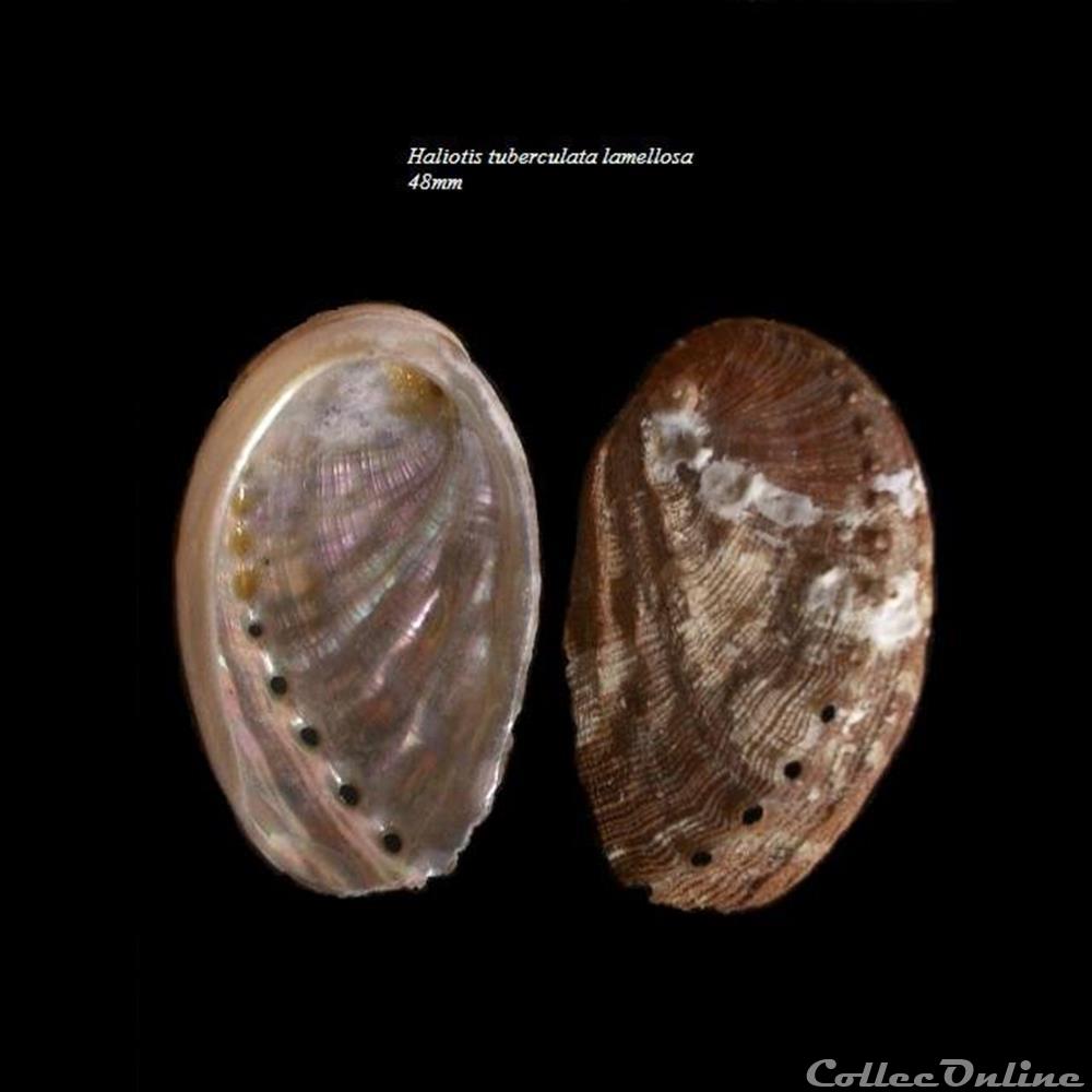 coquillage fossile gastropodum haliotis tuberculata lamellosa 48mm