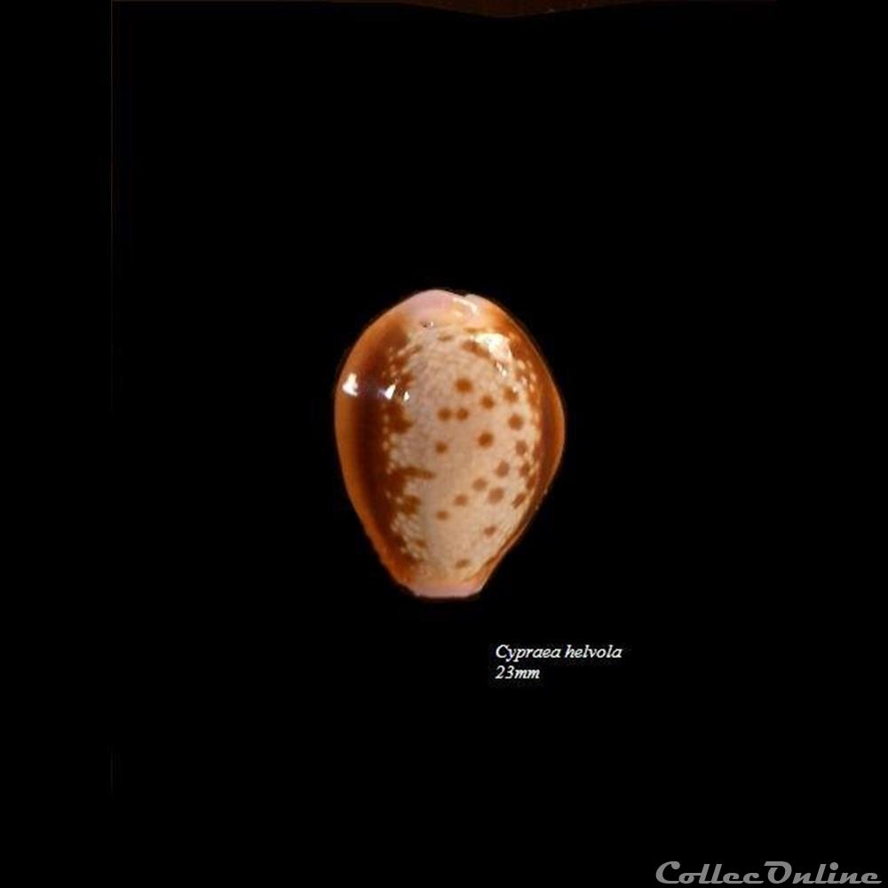 Cypraea helvola 23mm coquillage fossile gastropodum cypraea helvola 23mm