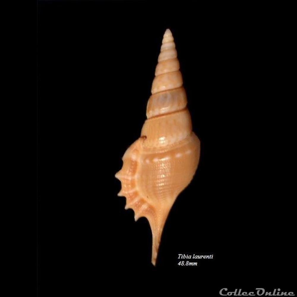 Rimellopsis laurenti 48.8mm coquillage fossile gastropodum rimellopsis laurenti 48 8mm