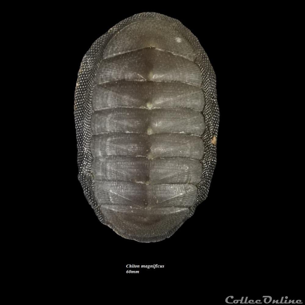 Chiton magnificus 60mm Shells & Fossils Polyplacophora Chitonidae