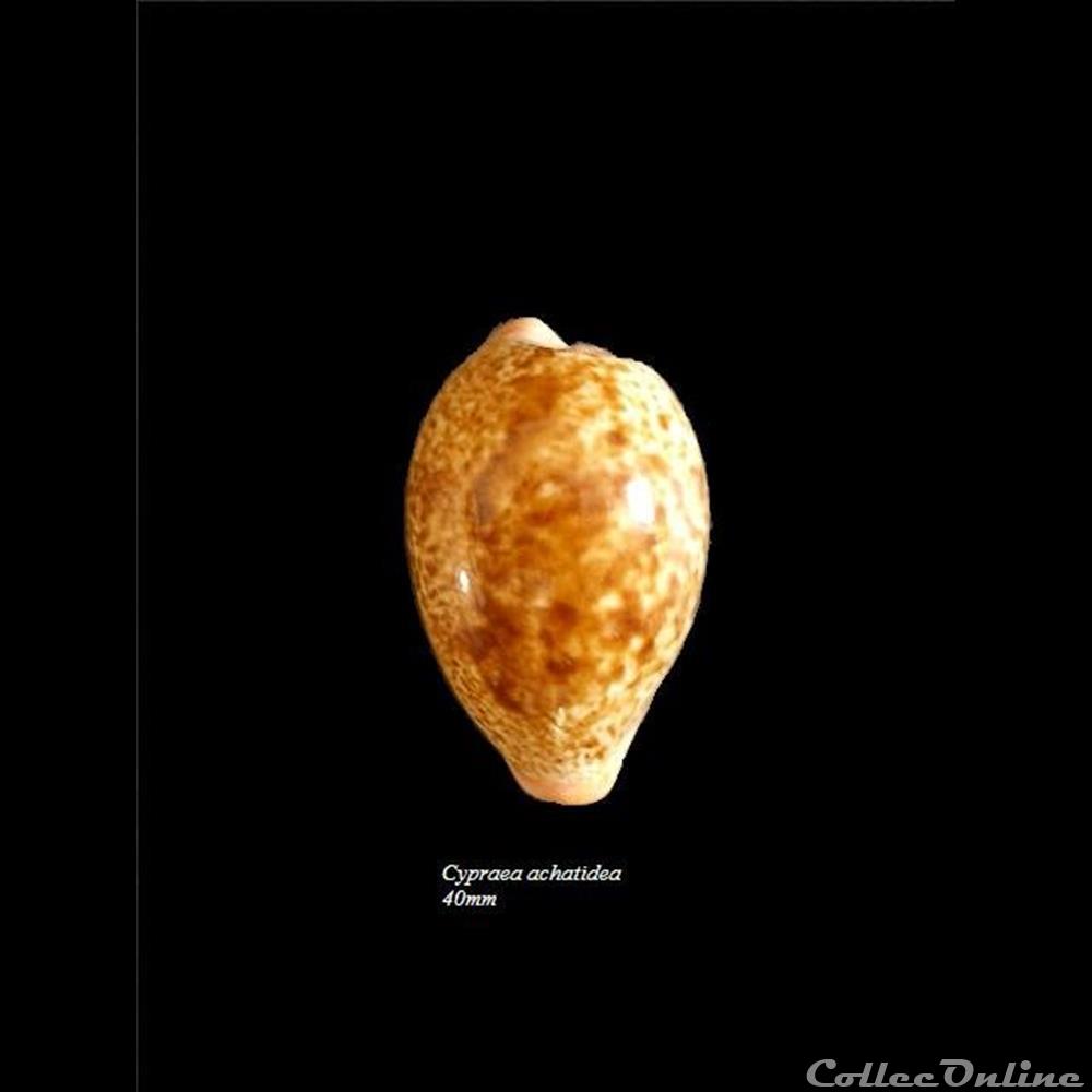 Cypraea achatidea 40mm coquillage fossile gastropodum cypraea achatidea 40mm