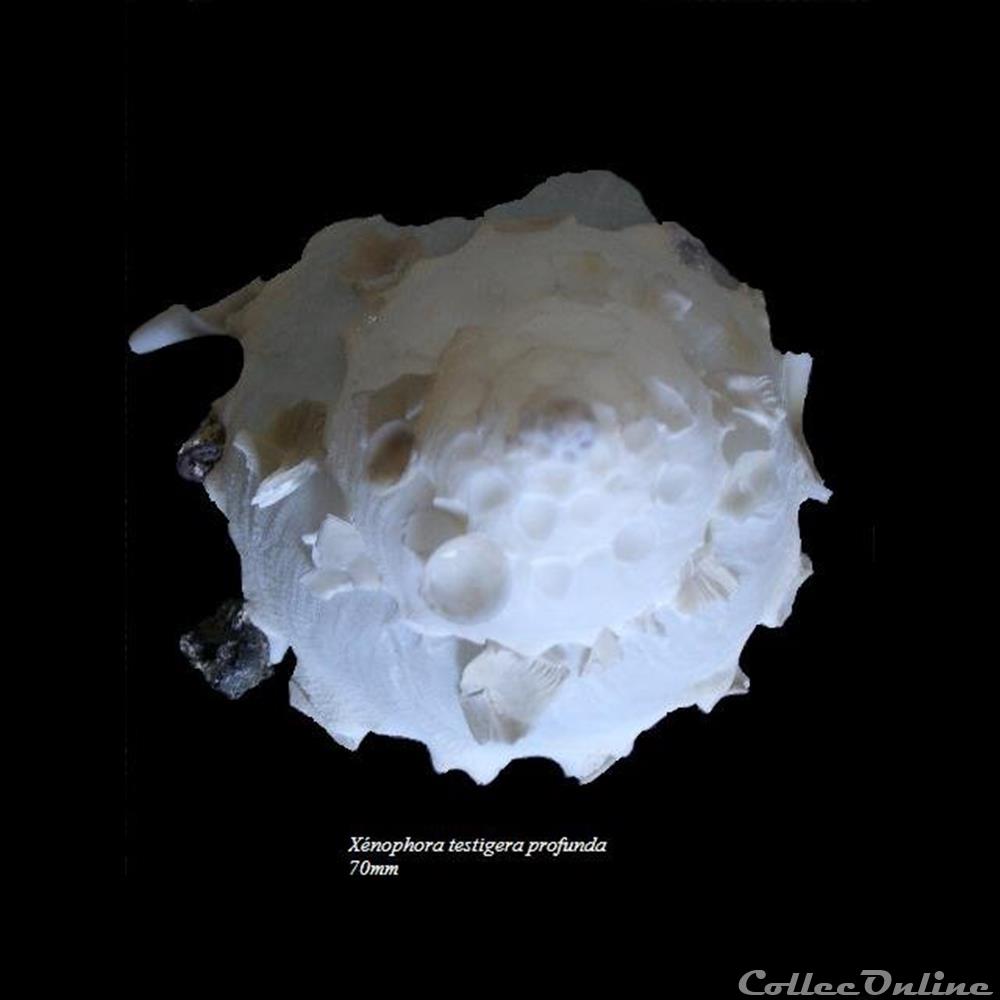 Stellaria testigera profunda 70mm coquillage fossile gastropodum stellaria testigera profunda 70mm