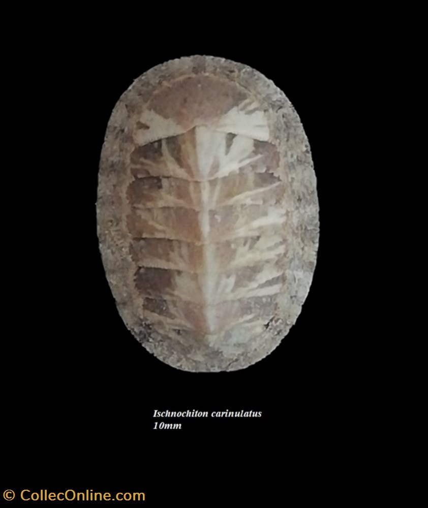 coquillage fossile polyplacophora ischnochiton carinulatus 10mm